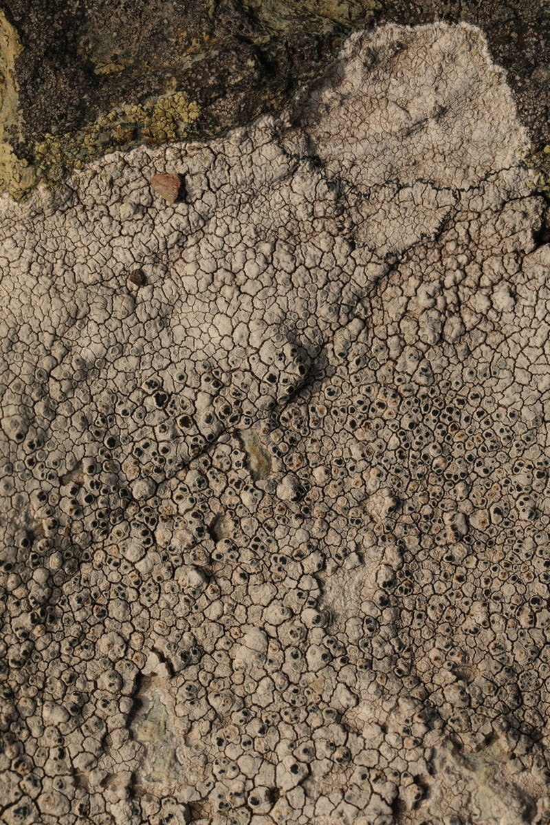Dot Lichen photo 4