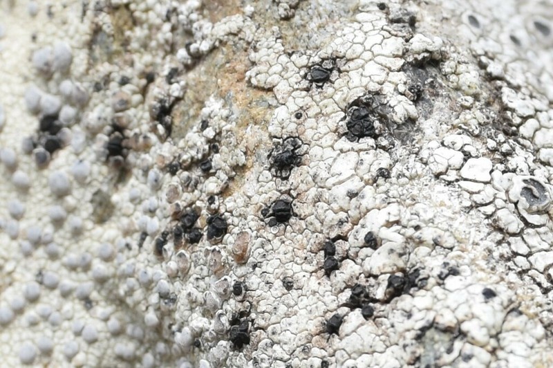 Dot Lichen photo 5