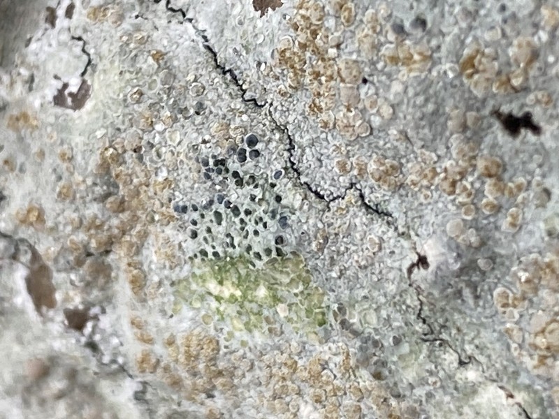 Dot Lichen photo 6