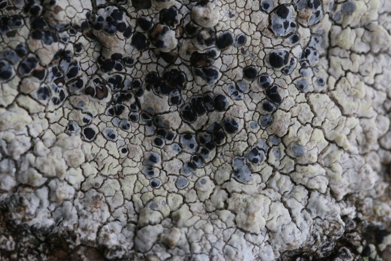 Dot Lichen photo 7