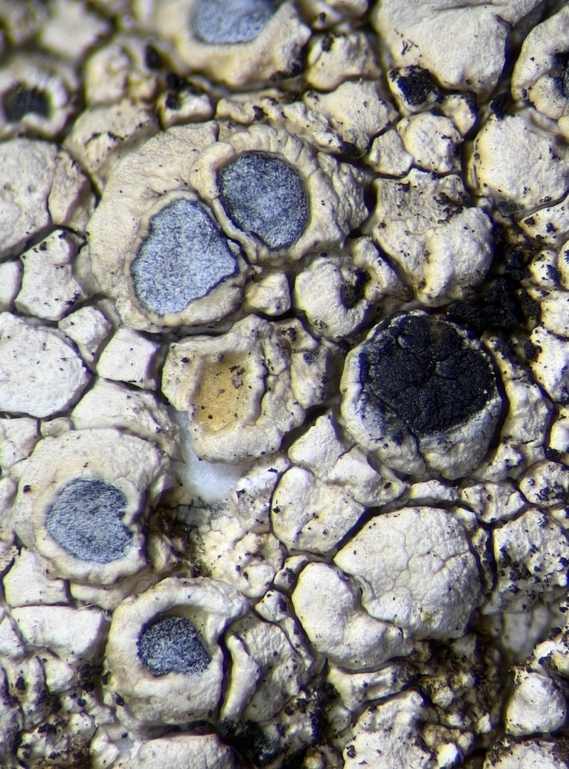 Dot Lichen photo 8