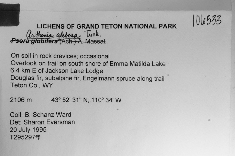 Dot Lichen photo 2