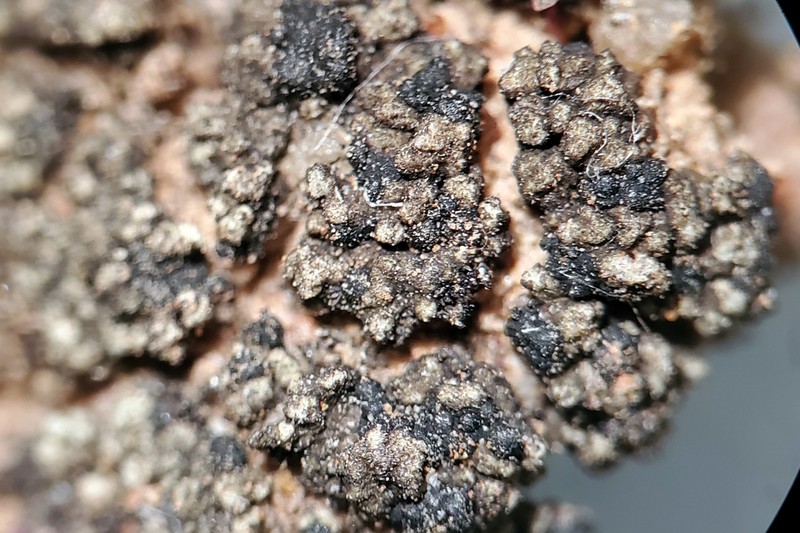 Dot Lichen