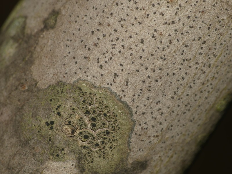 Dot Lichen