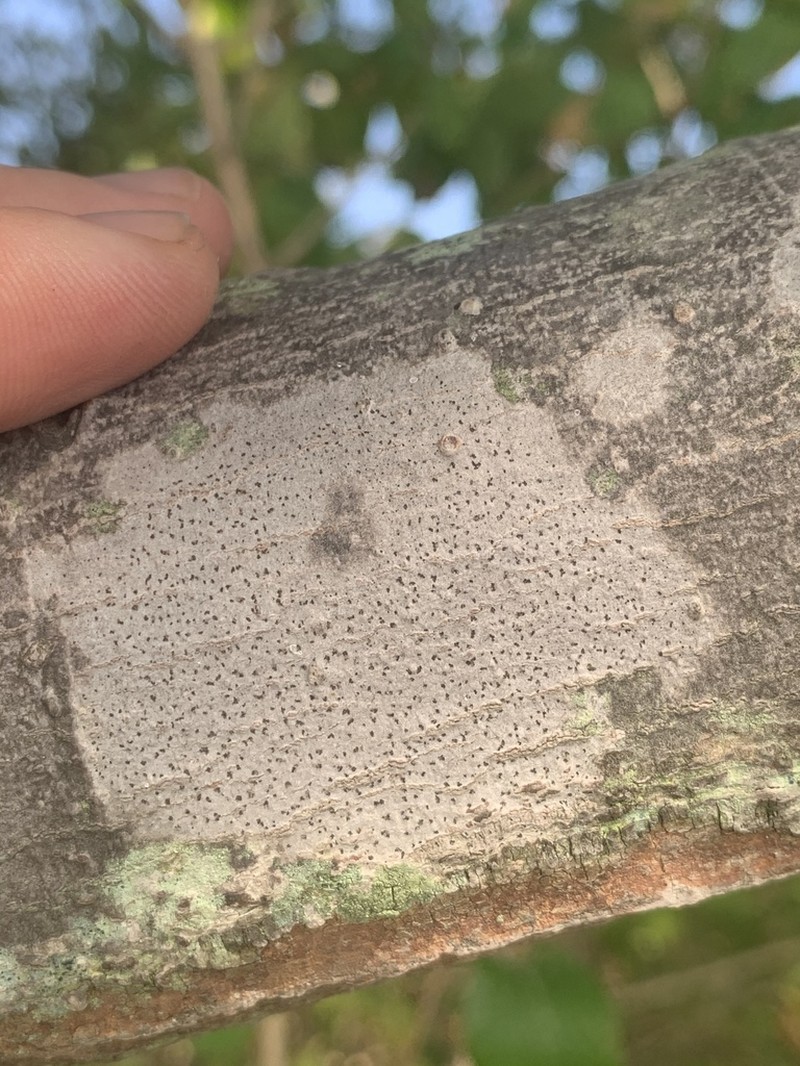 Dot Lichen photo 2