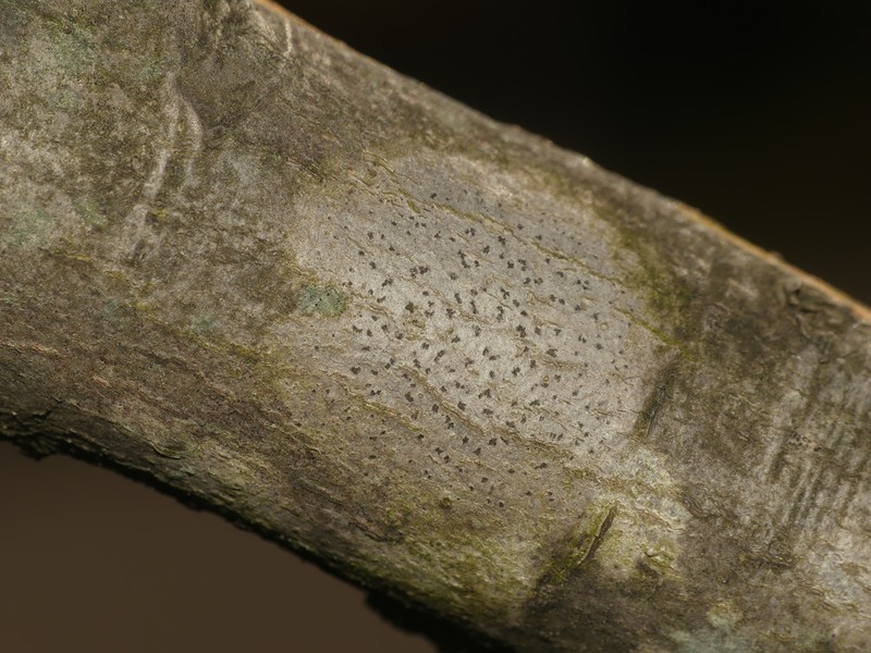 Dot Lichen photo 3