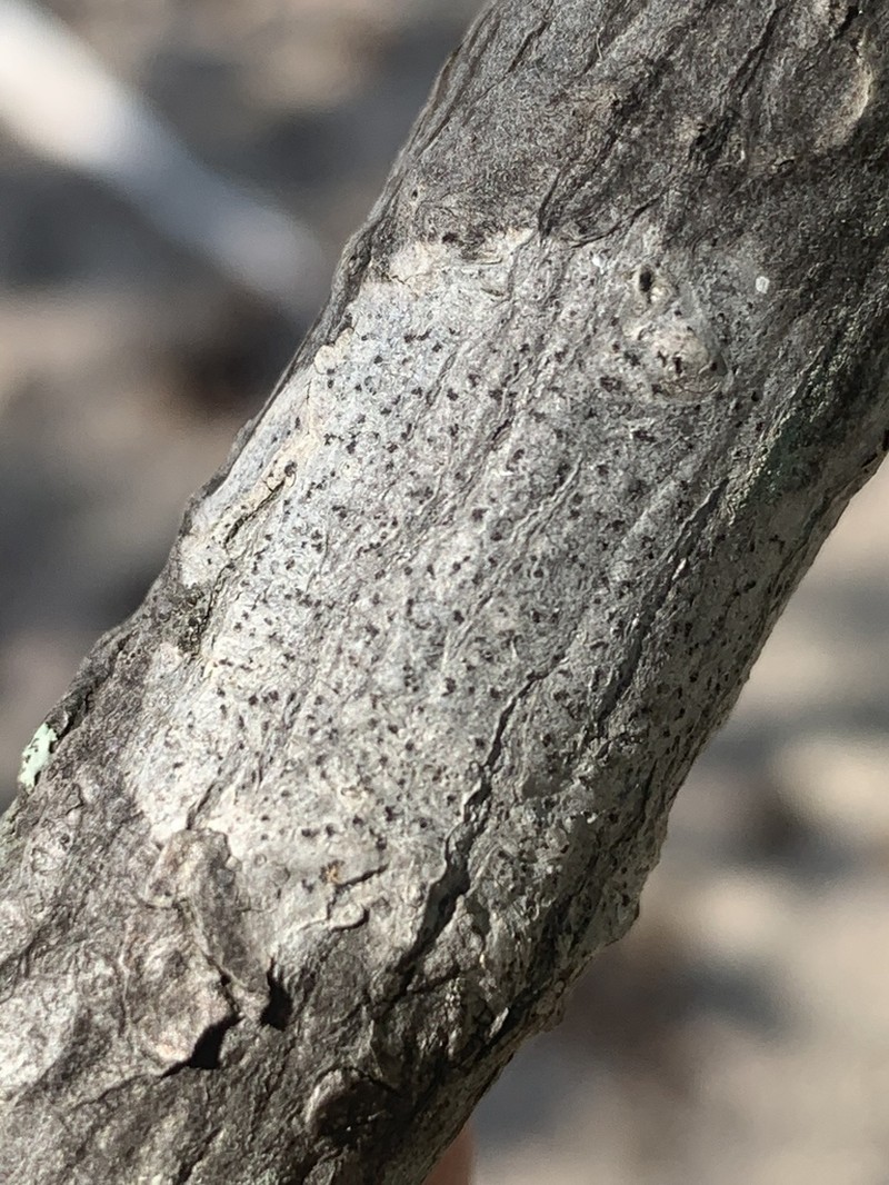 Dot Lichen photo 4