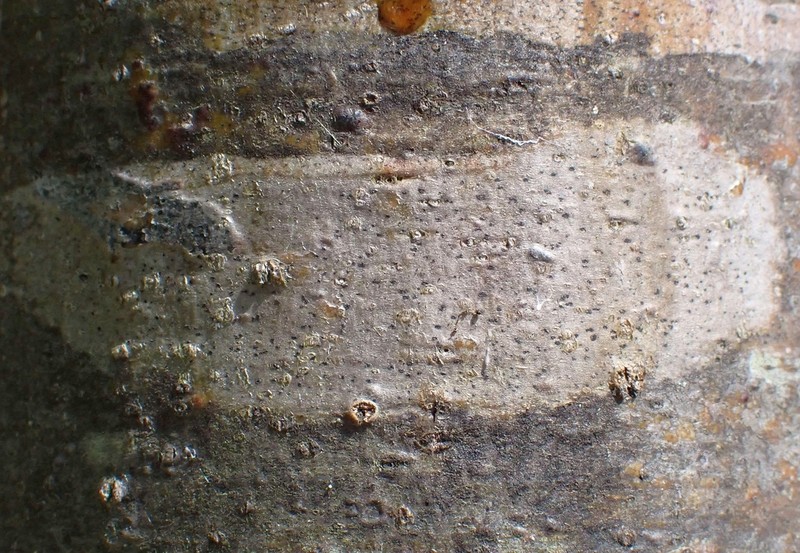 Dot Lichen photo 5