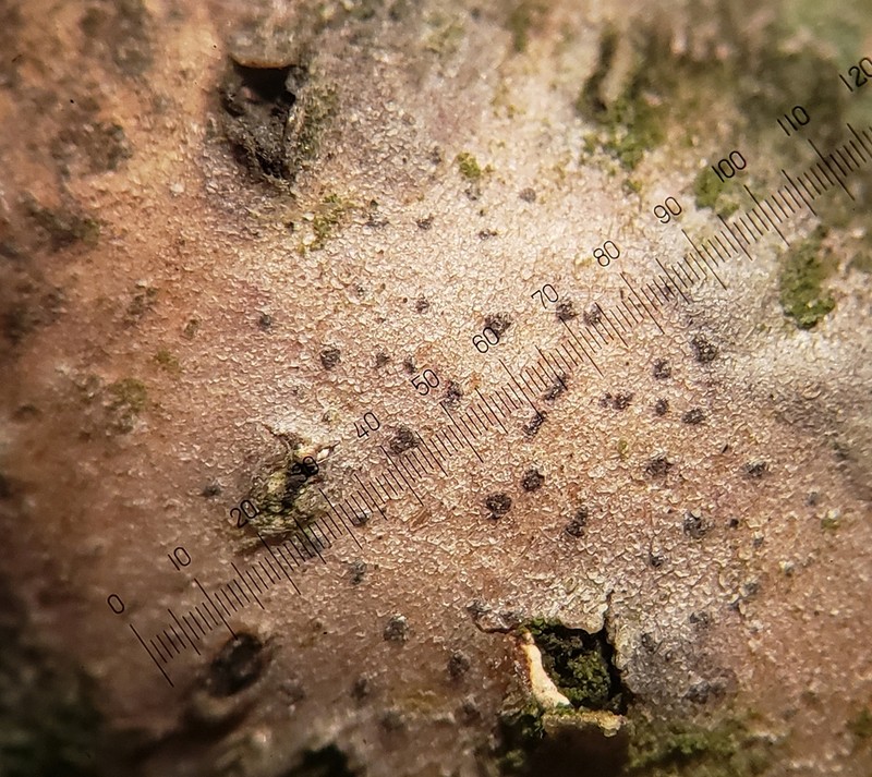Dot Lichen photo 6