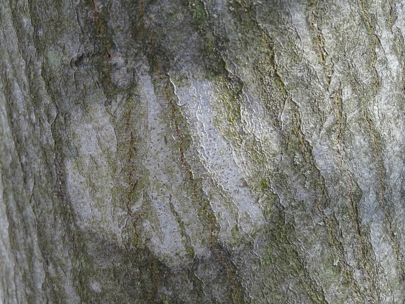Dot Lichen photo 7