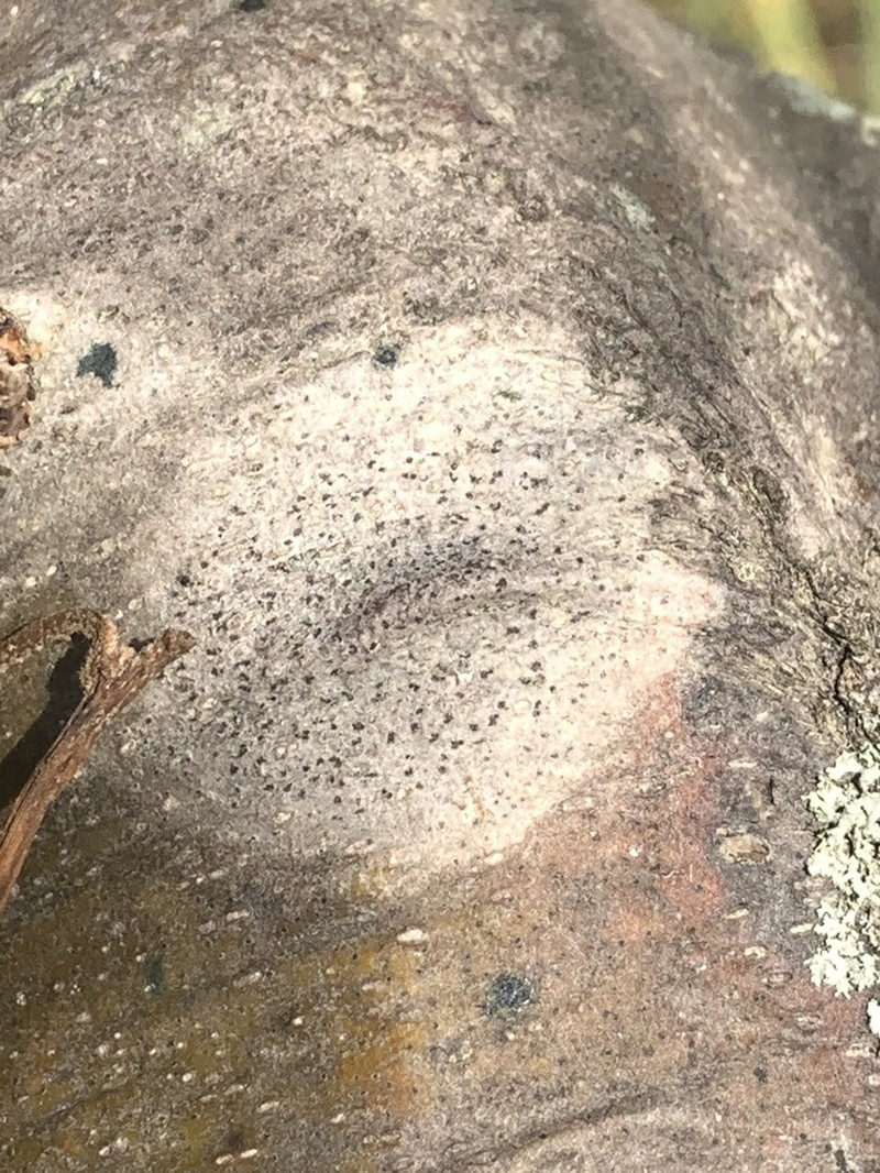Dot Lichen photo 8