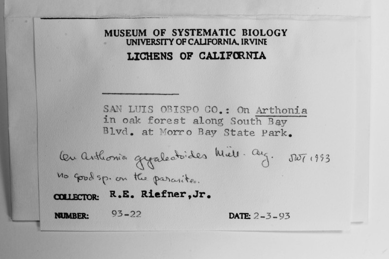 Dot Lichen