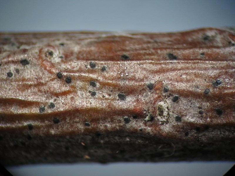Dot Lichen photo 2