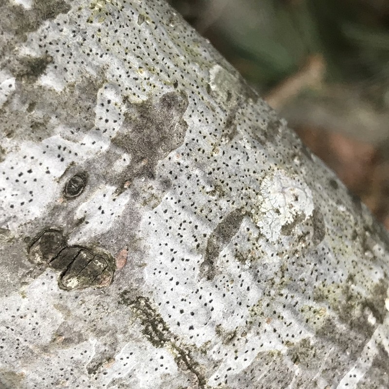 Dot Lichen photo 6