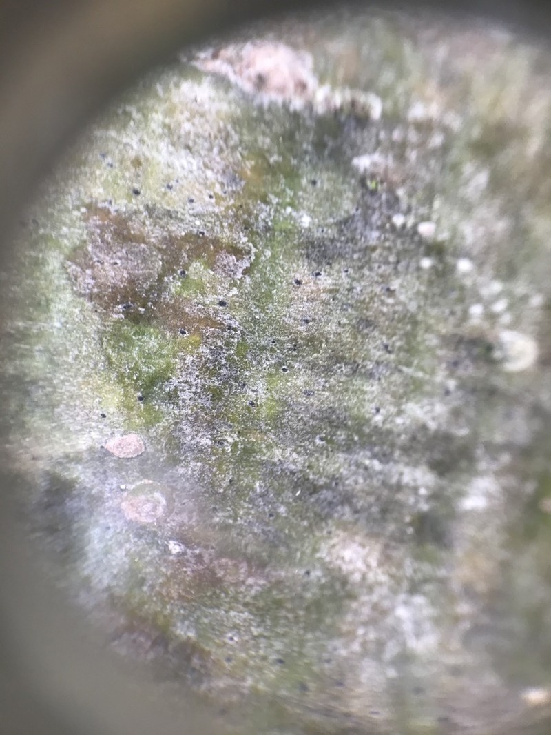 Dot Lichen photo 7