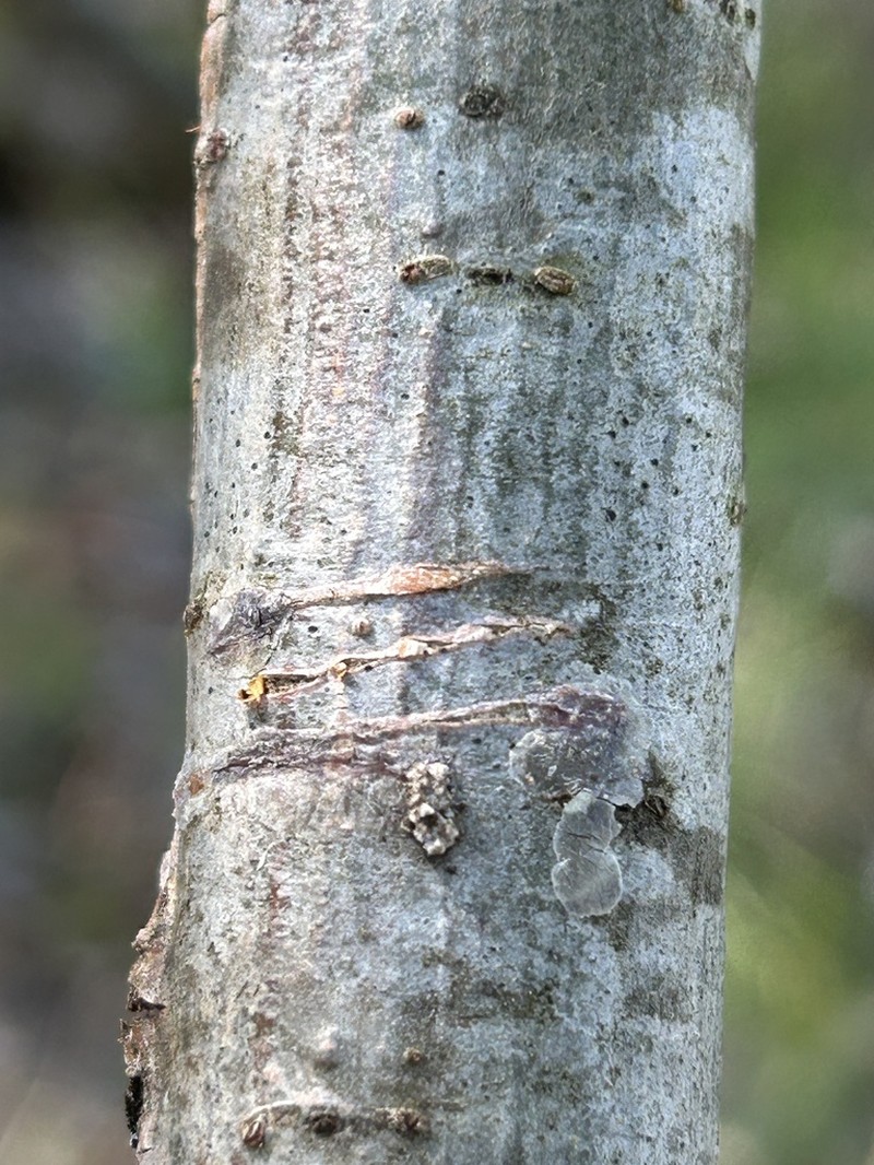 Dot Lichen photo 8