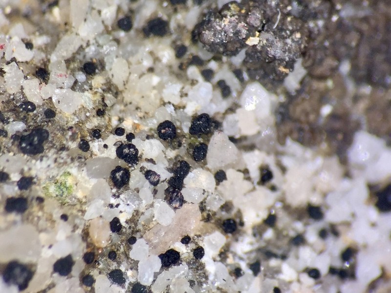 Dot Lichen