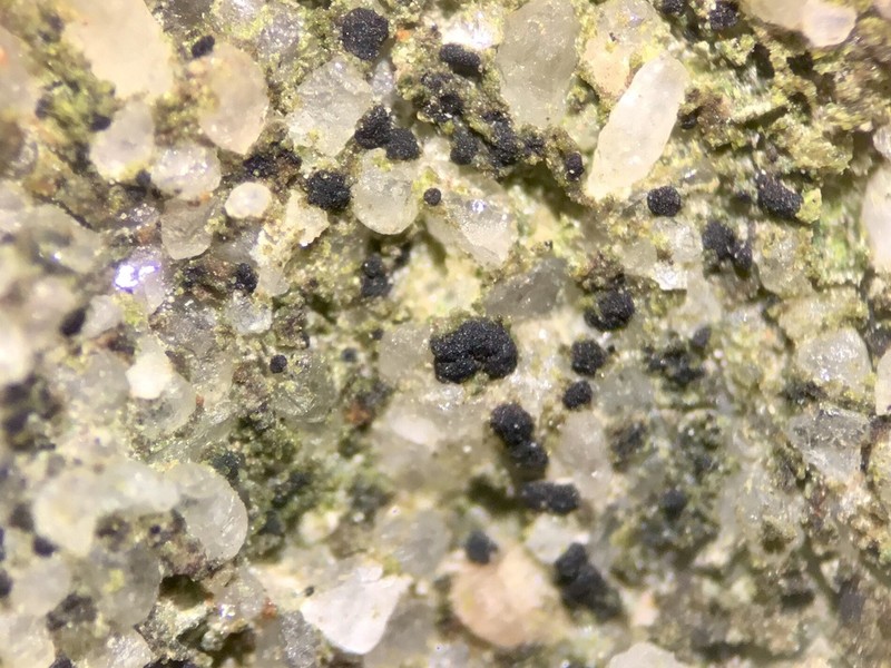 Dot Lichen photo 2