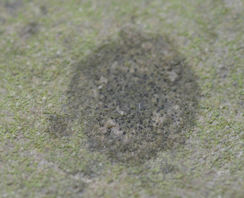 Dot Lichen photo 3