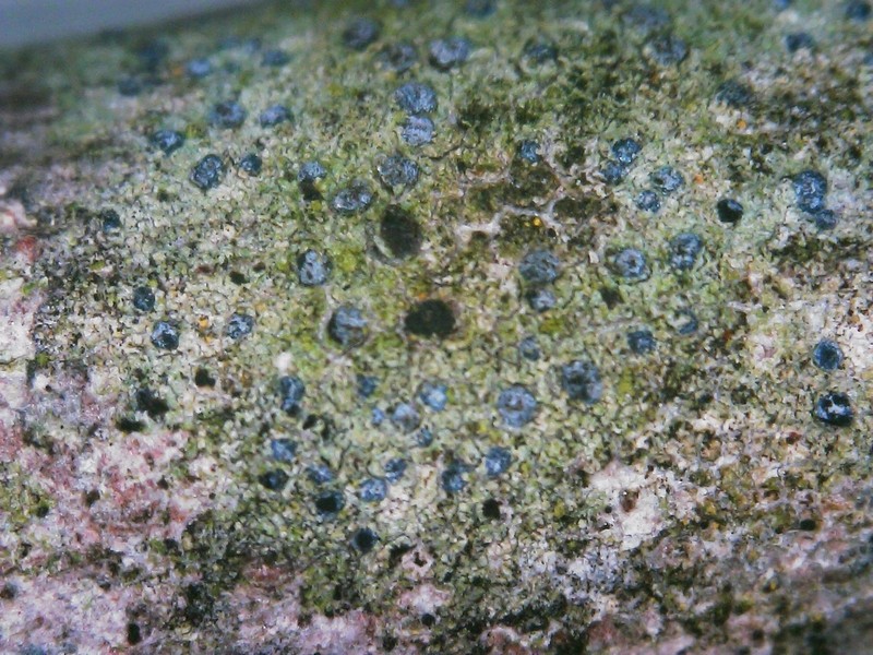 Dot Lichen photo 2