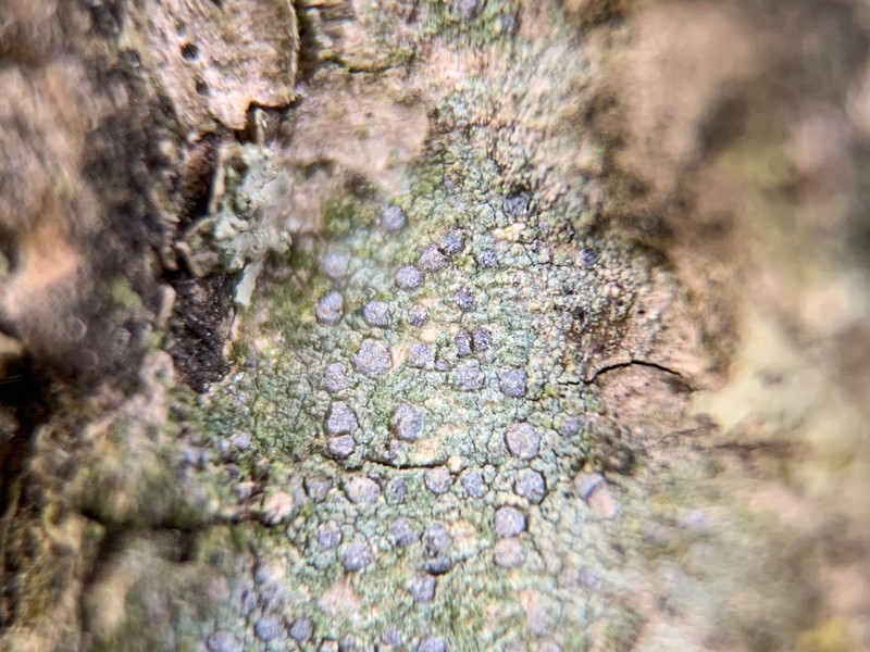 Dot Lichen photo 3