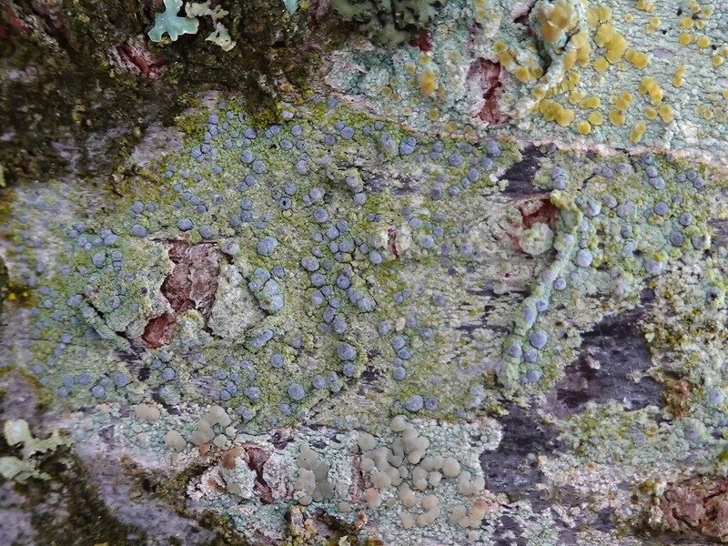Dot Lichen photo 4