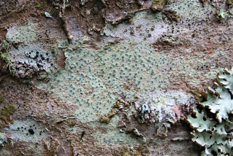 Dot Lichen photo 6
