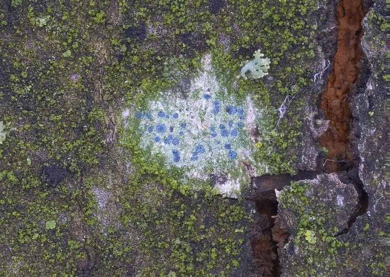 Dot Lichen photo 7
