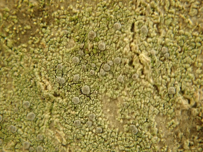 Dot Lichen photo 8