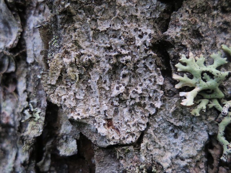 Dot Lichen