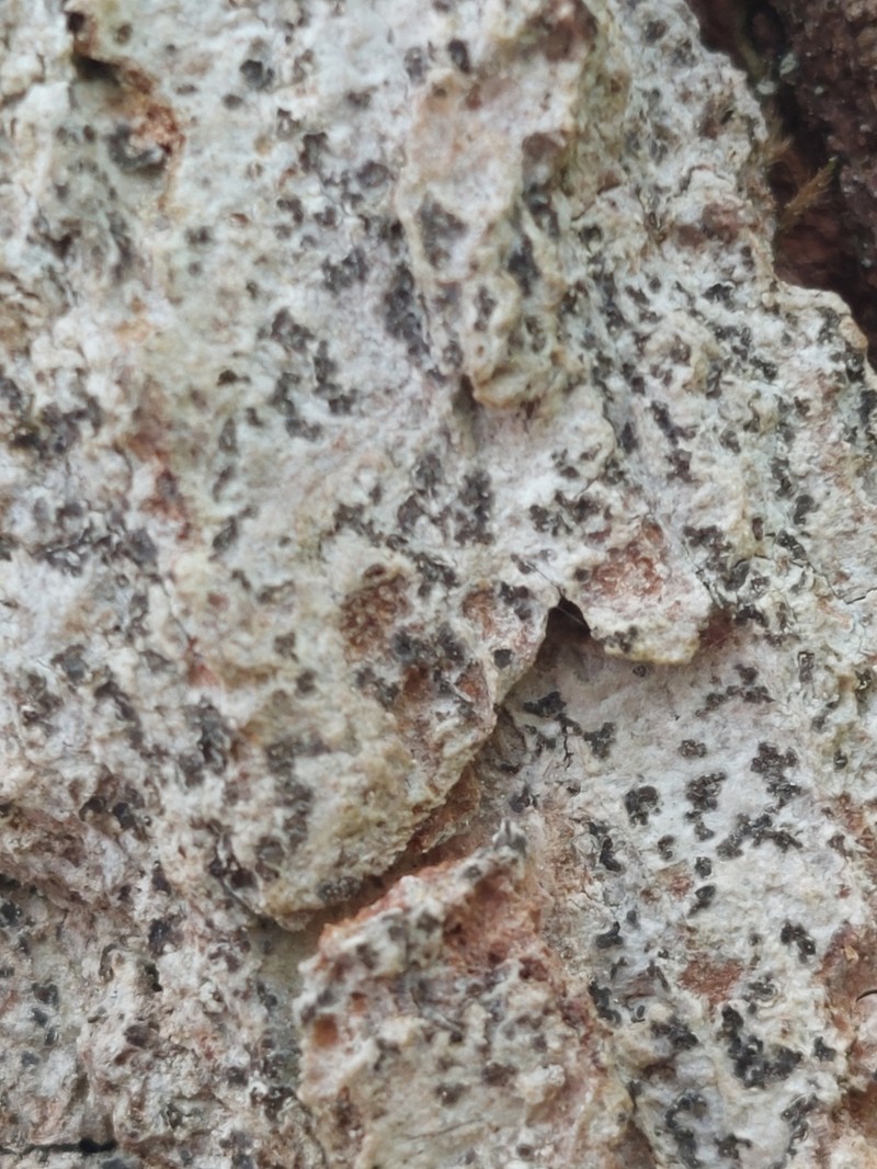 Dot Lichen