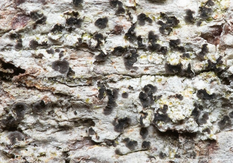 Dot Lichen photo 2