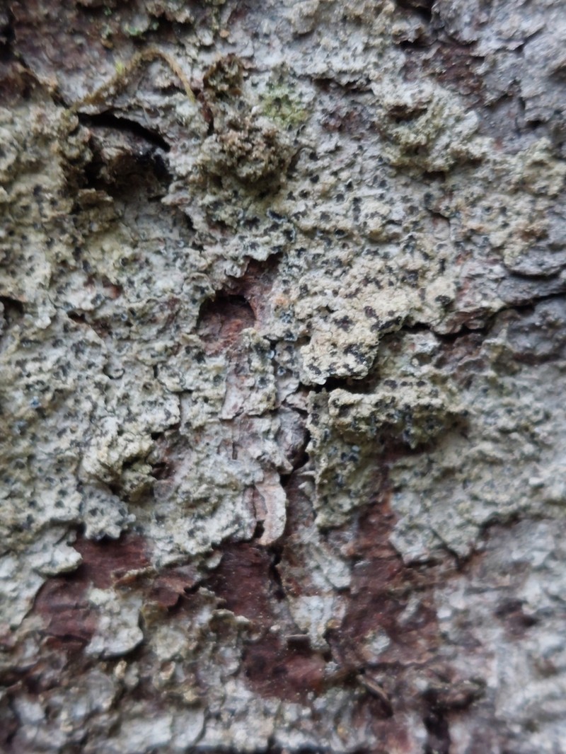 Dot Lichen photo 3