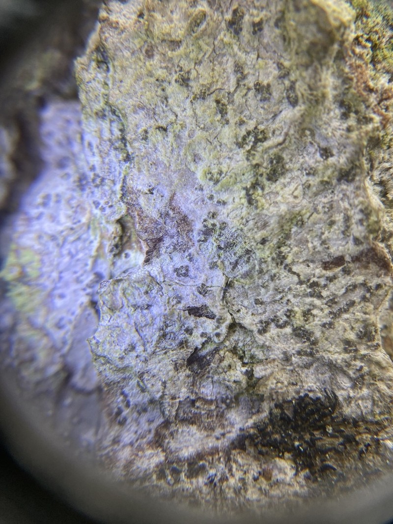 Dot Lichen photo 4