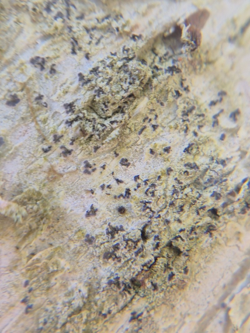 Dot Lichen photo 5