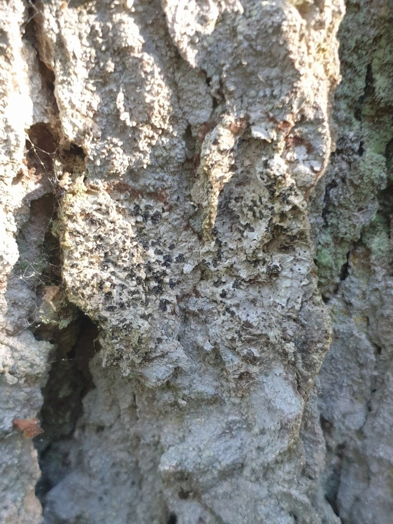Dot Lichen photo 6