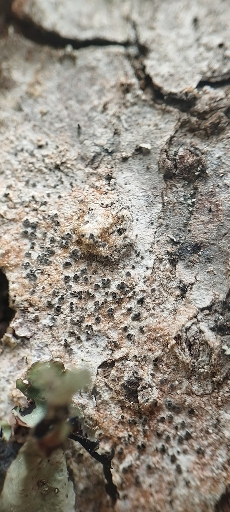 Dot Lichen photo 7
