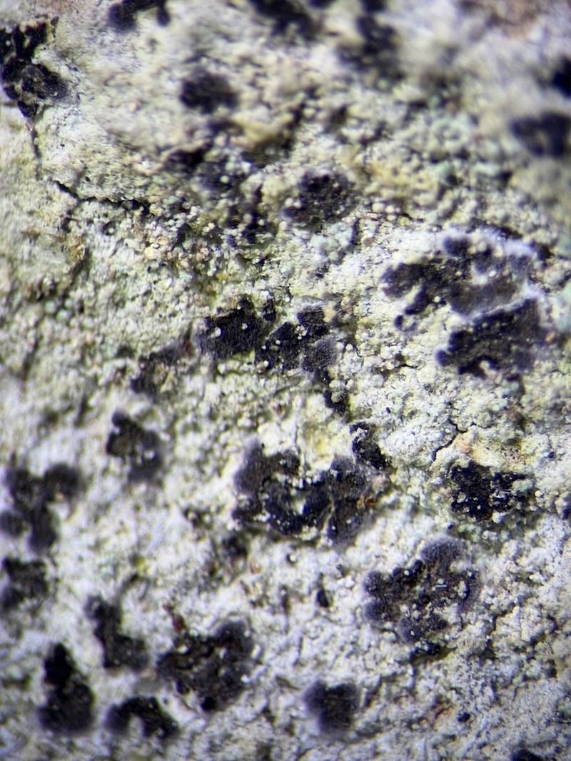 Dot Lichen photo 8