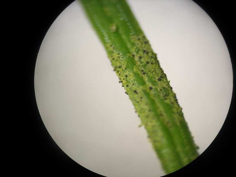 Arthonia muscigena photo 3
