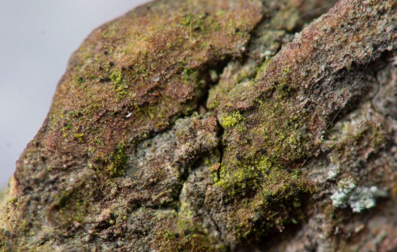 Arthonia muscigena photo 4