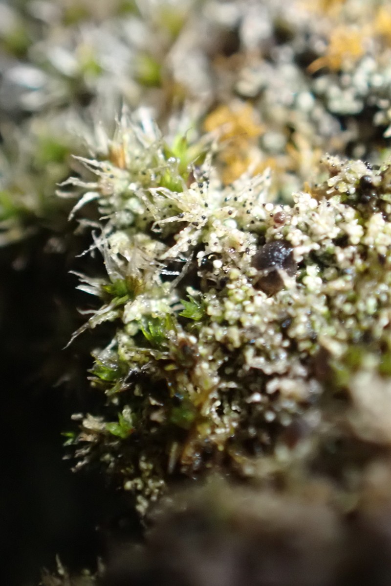 Arthonia muscigena