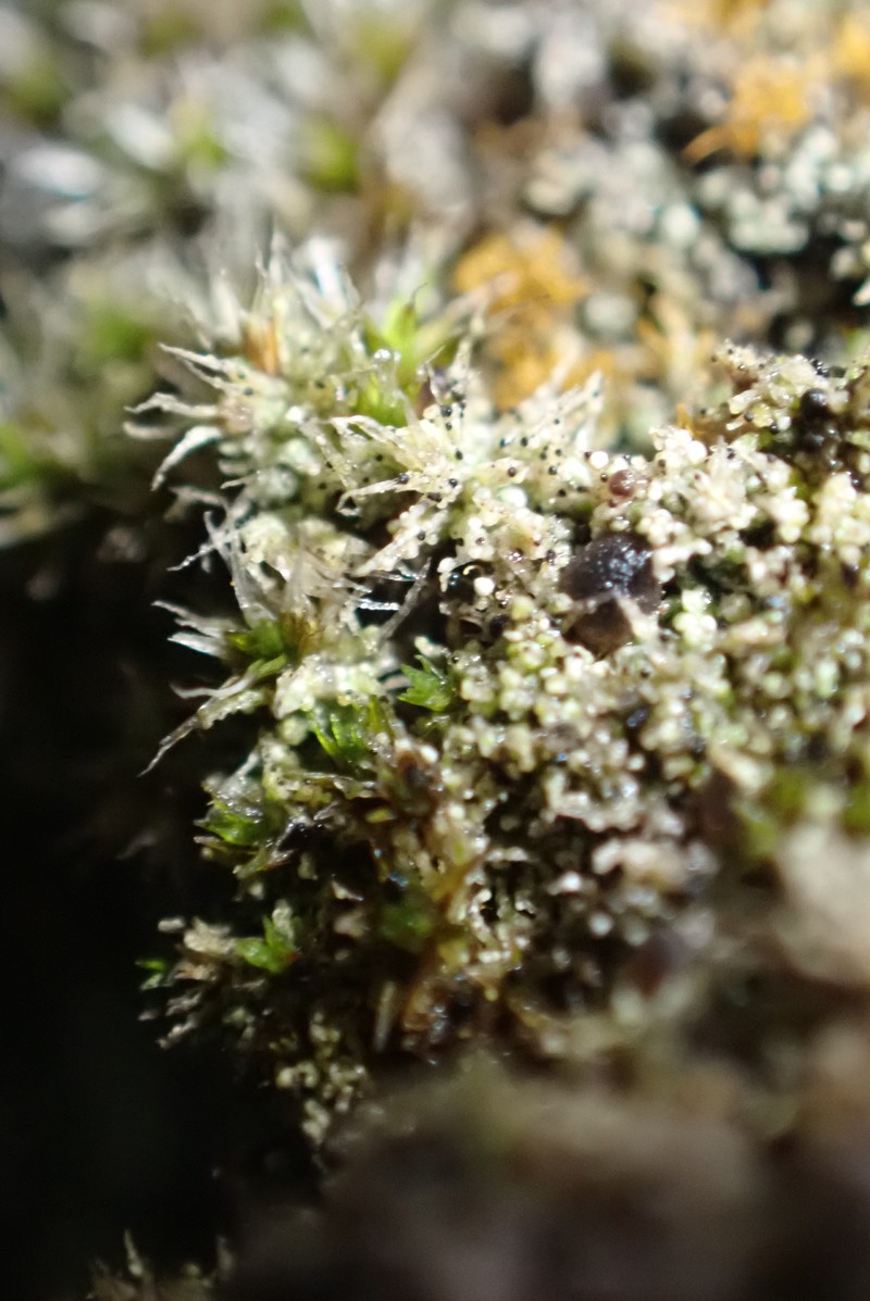 Arthonia muscigena photo 6