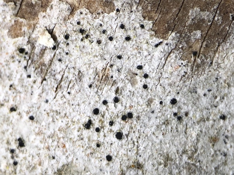 Dot Lichen