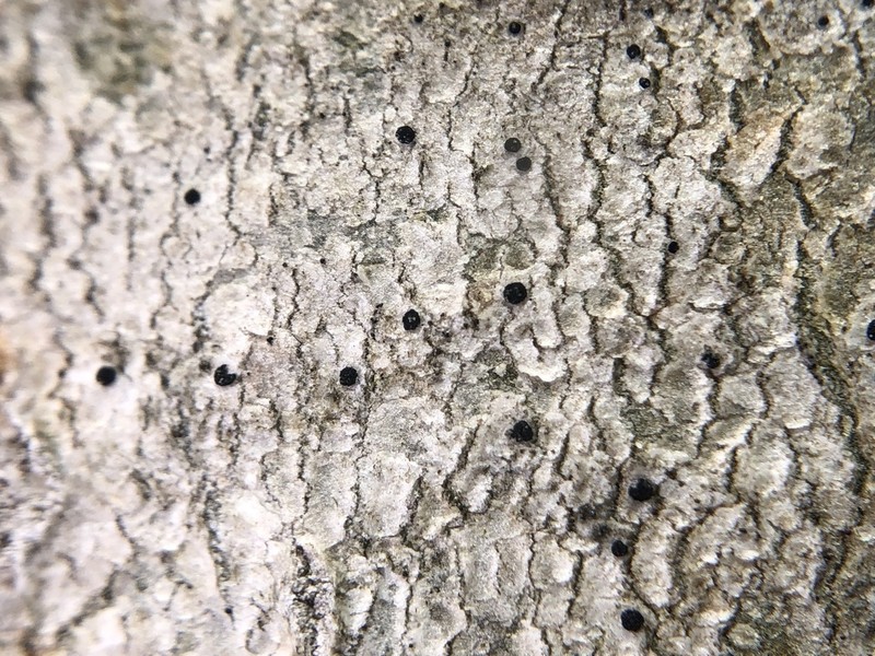 Dot Lichen photo 2
