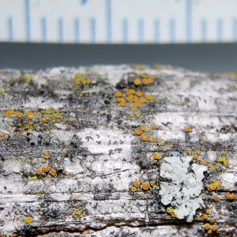Dot Lichen