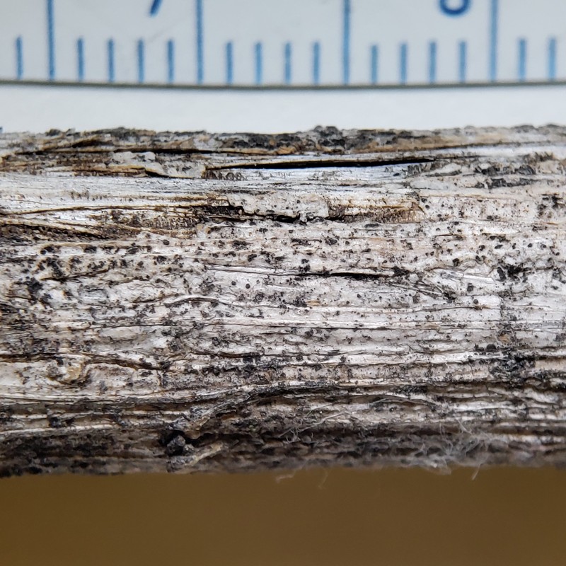 Dot Lichen photo 2