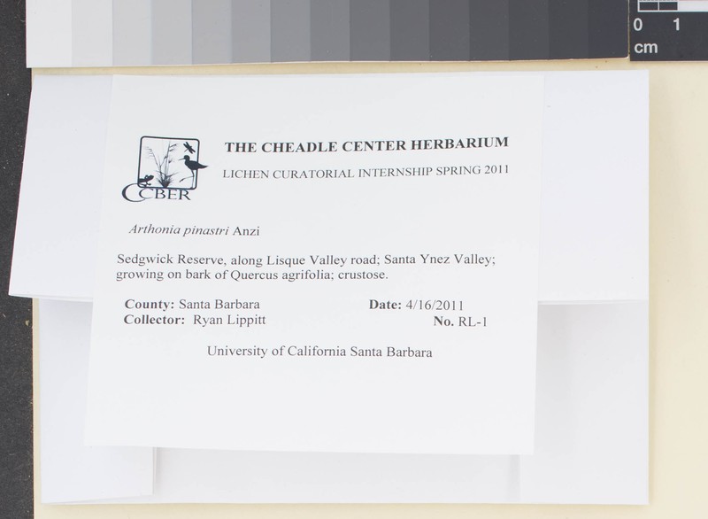 Dot Lichen photo 3