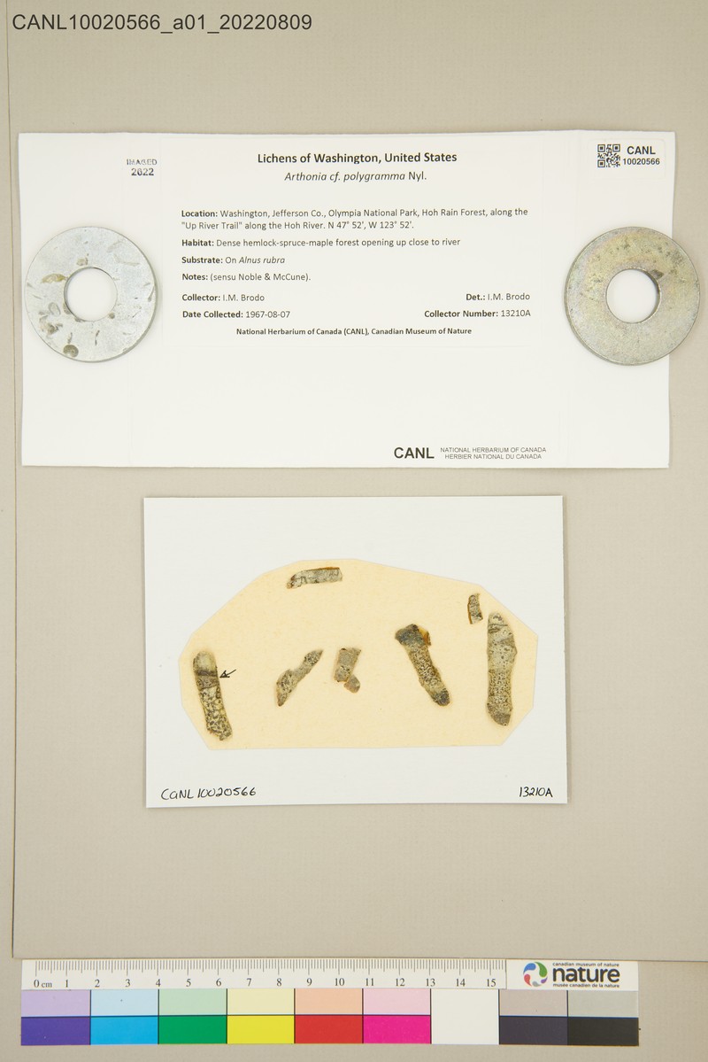 Dot Lichen photo 2