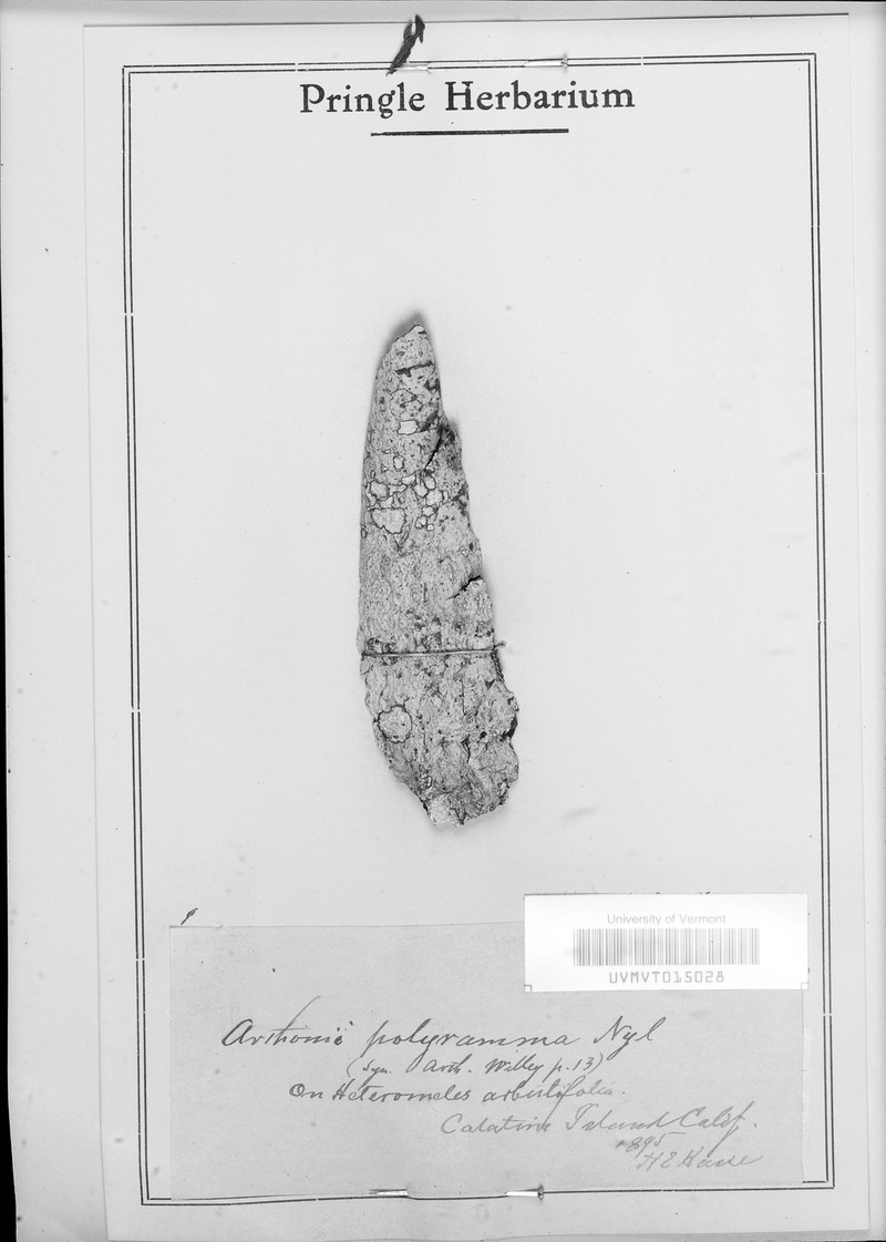 Dot Lichen photo 5