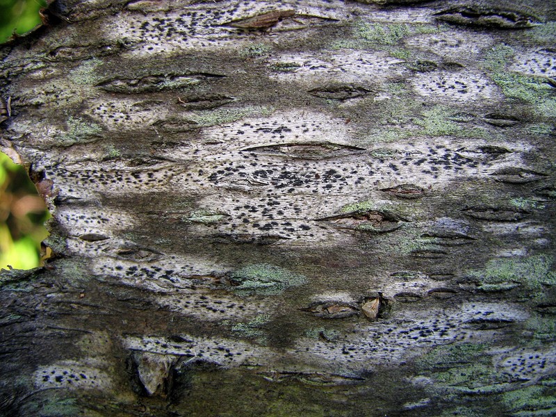 Dot Lichen